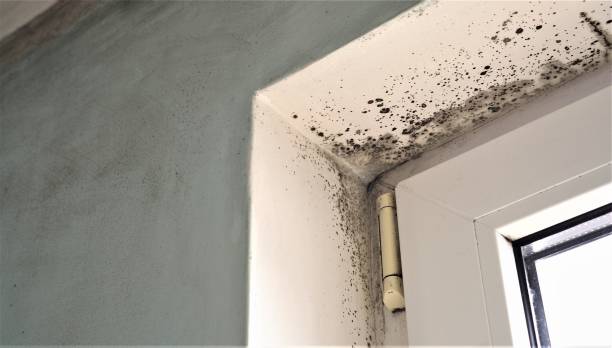 Best Environmental Consulting for Mold Prevention  in Marana, AZ