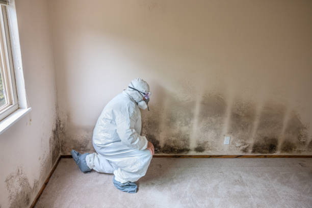 Best Post-Construction Mold Inspection  in Marana, AZ