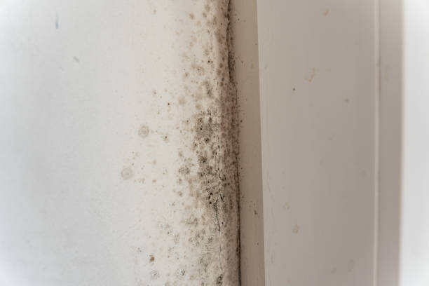 Environmental Consulting for Mold Prevention in Marana, AZ