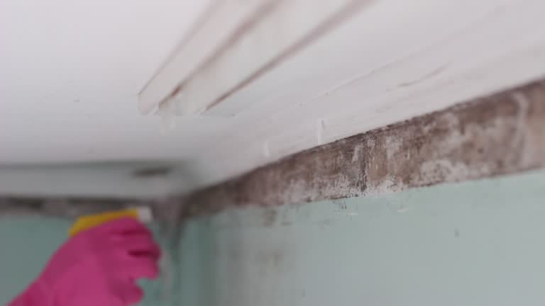 Best Asbestos and Lead Testing During Mold Inspection  in Marana, AZ